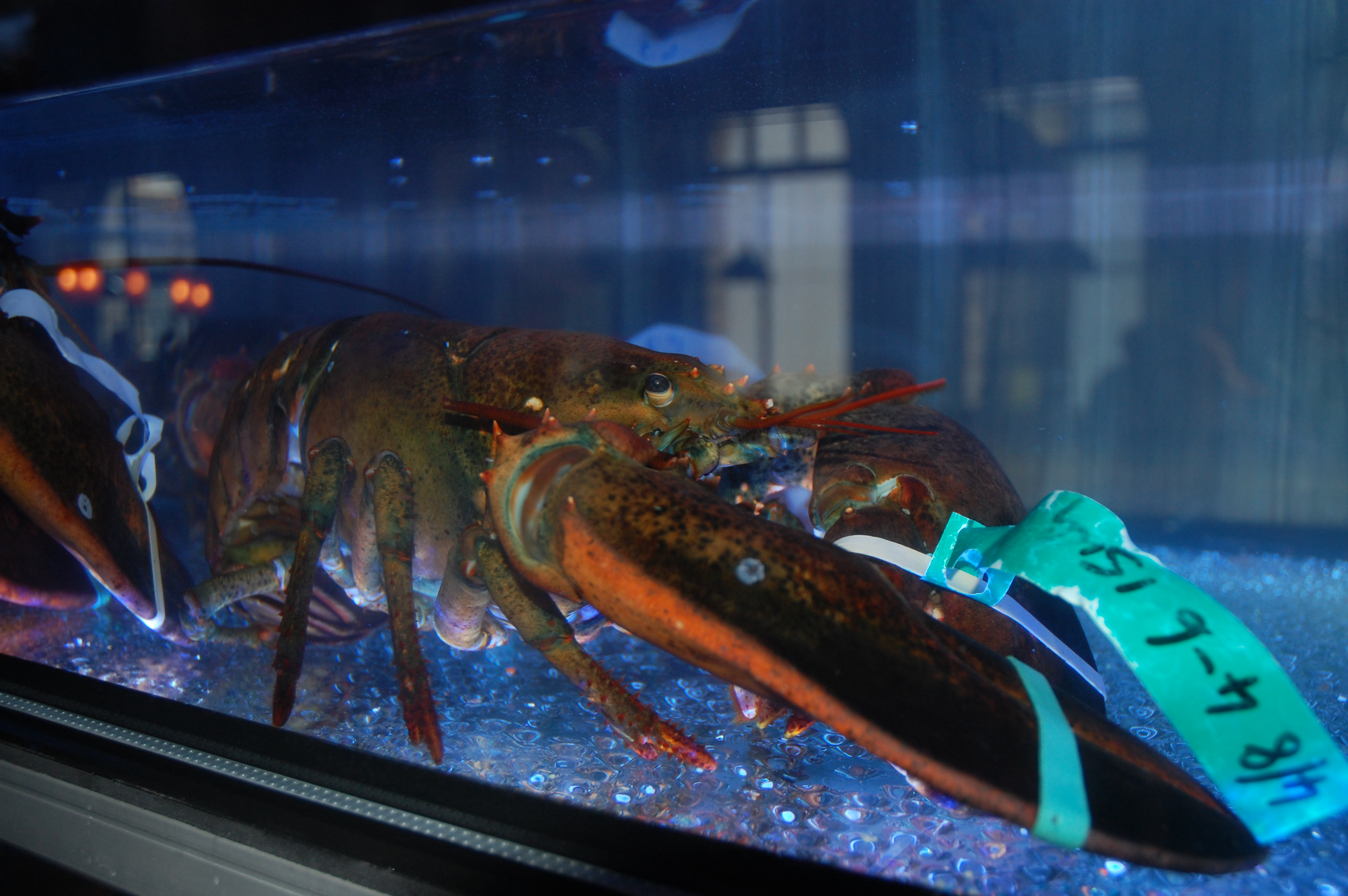 NEW OPENING Burger & Lobster King Street